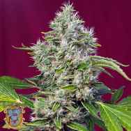 Sweet Seeds San Fernando Lemon Kush